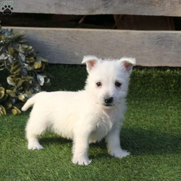 Phoebe, West Highland Terrier Puppy