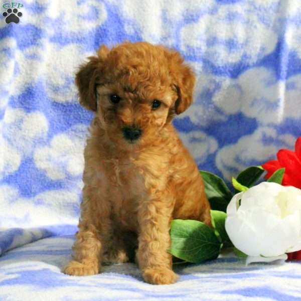 Phoebe, Miniature Poodle Puppy