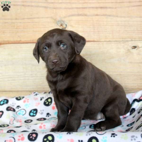 Phoebe, Chocolate Labrador Retriever Puppy