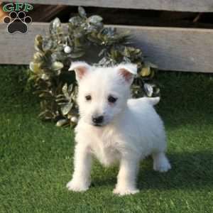 Phoebe, West Highland Terrier Puppy