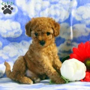 Phoebe, Miniature Poodle Puppy