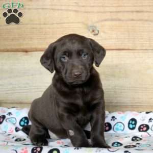 Phoebe, Chocolate Labrador Retriever Puppy