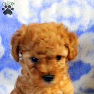 Phoebe, Miniature Poodle Puppy
