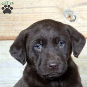 Phoebe, Chocolate Labrador Retriever Puppy