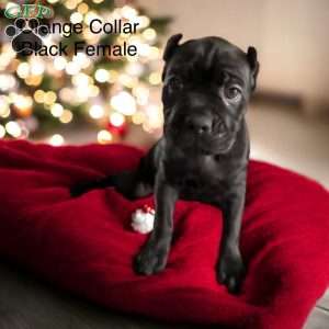 Orange, Cane Corso Puppy
