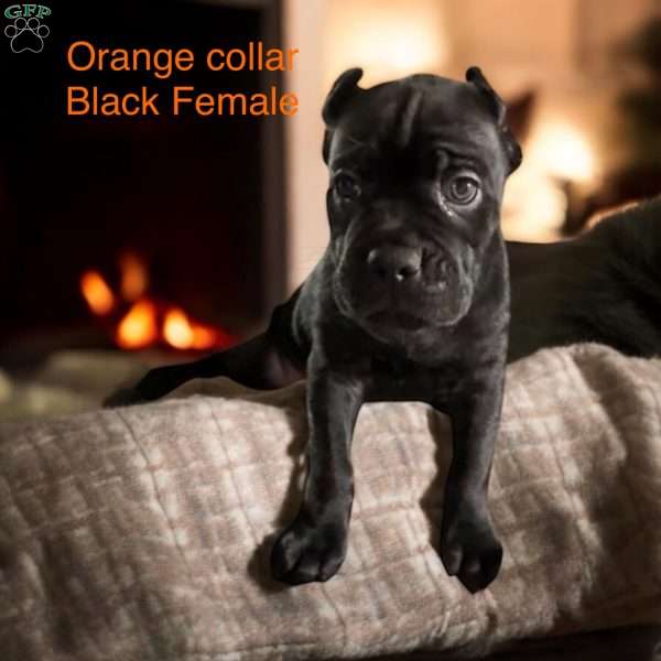 Orange, Cane Corso Puppy
