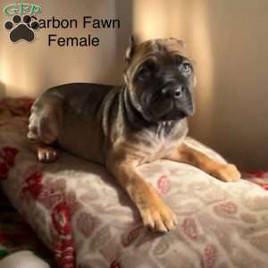 Carbon, Cane Corso Puppy