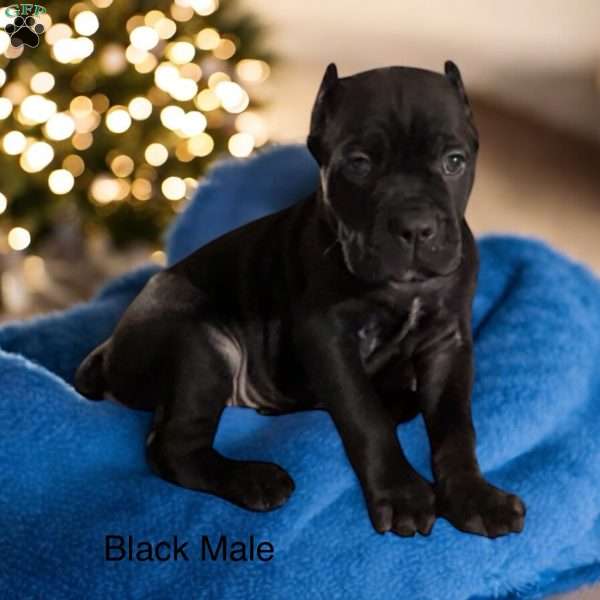 Green, Cane Corso Puppy