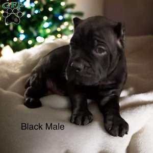 Green, Cane Corso Puppy