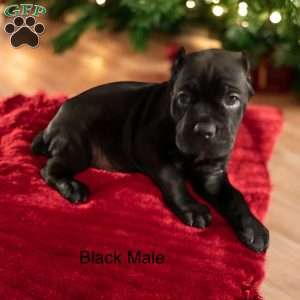 Green, Cane Corso Puppy
