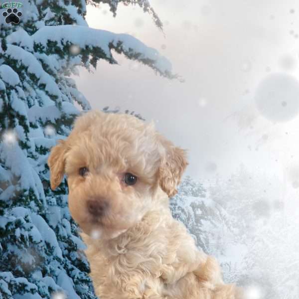 Snowball, Toy Poodle Puppy