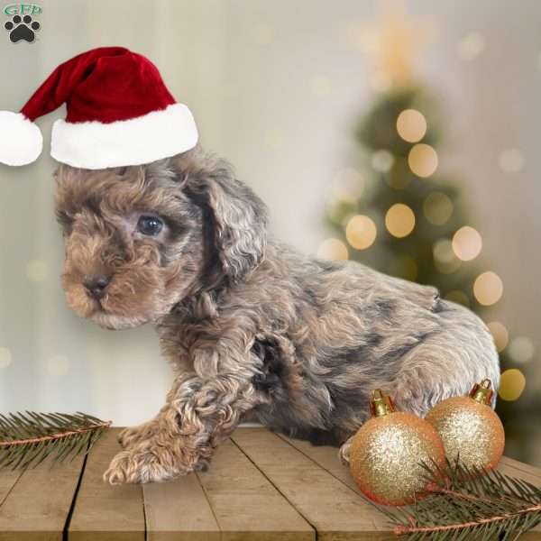 Jingle, Toy Poodle Puppy