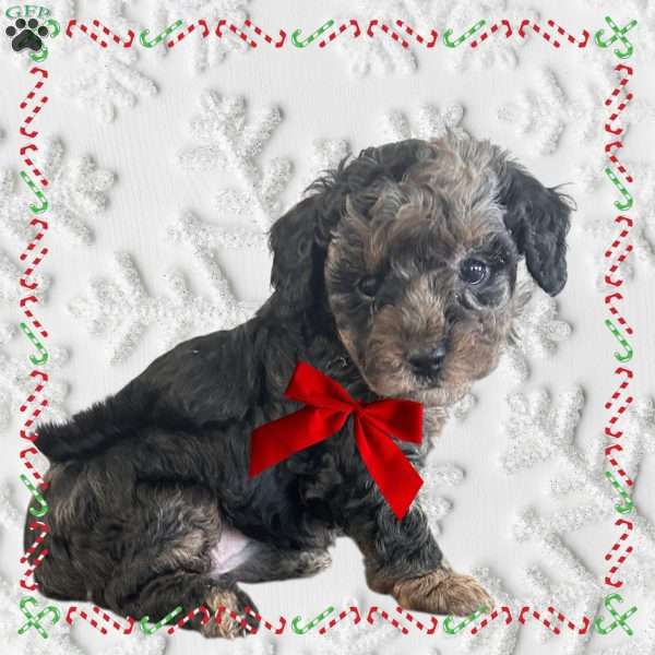 Holly, Toy Poodle Puppy