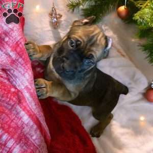 Carbon, Cane Corso Puppy