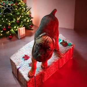 Carbon, Cane Corso Puppy