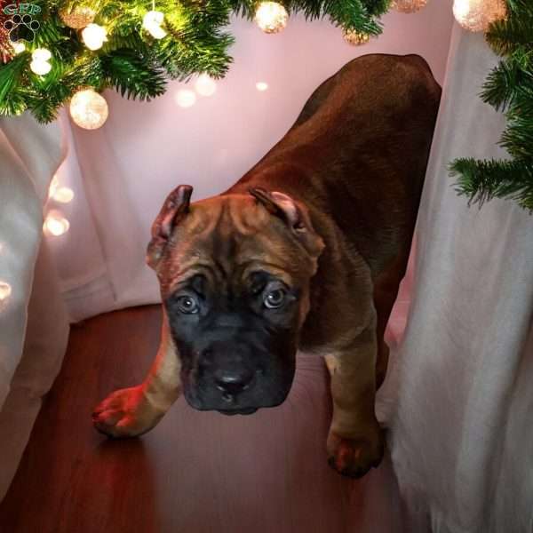 Carbon, Cane Corso Puppy