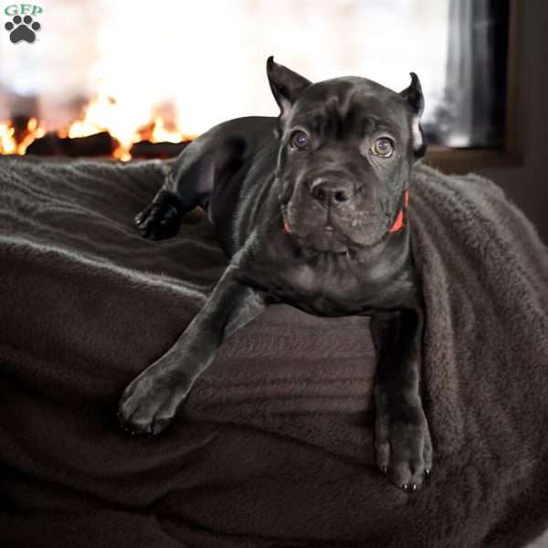 Orange, Cane Corso Puppy