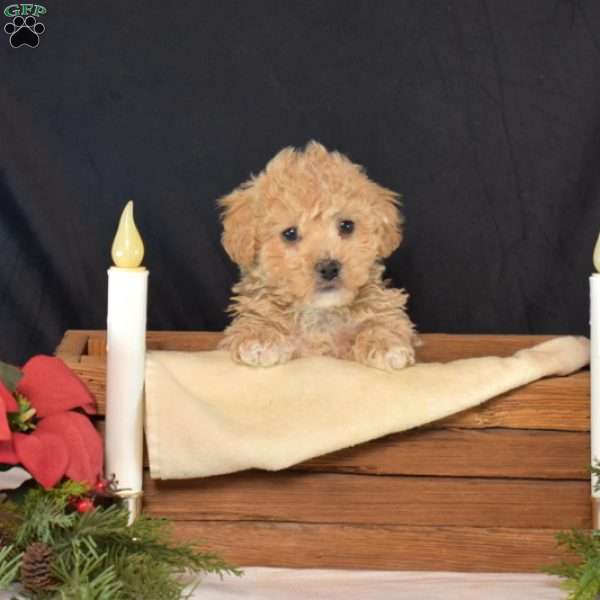 Pickles, Bich-Poo Puppy