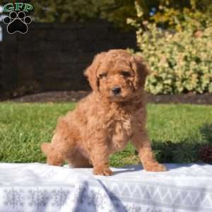 Pickles, Mini Goldendoodle Puppy