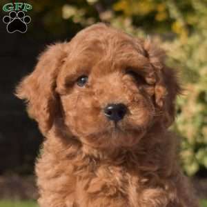 Pickles, Mini Goldendoodle Puppy