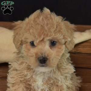 Pickles, Bich-Poo Puppy