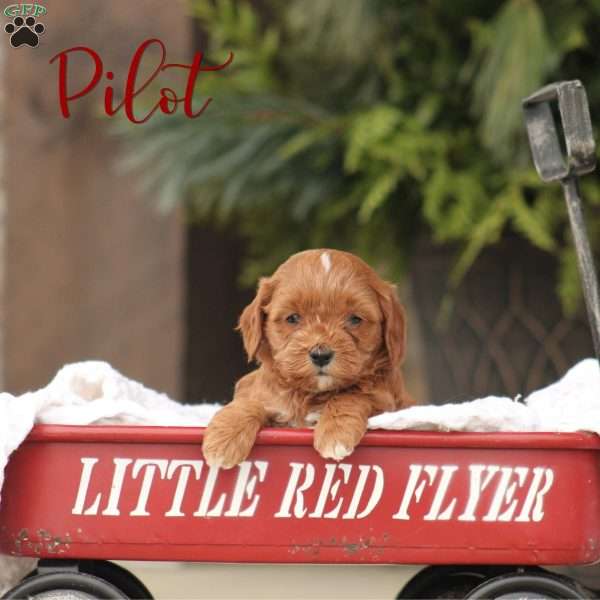 Pilot, Cavapoo Puppy