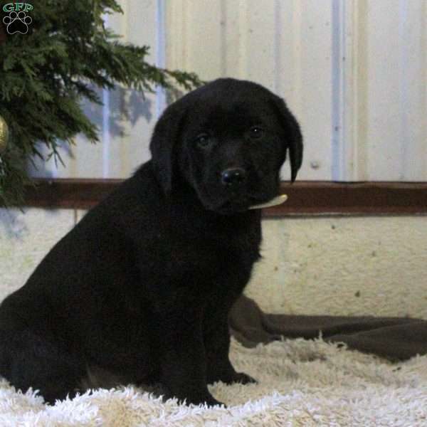 Piper, Black Labrador Retriever Puppy