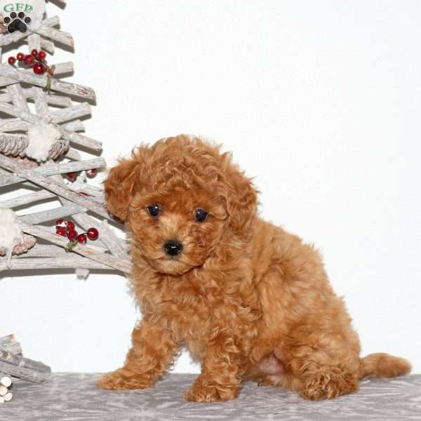 Piper, Maltipoo Puppy