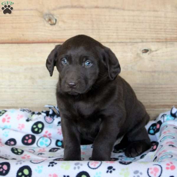 Piper, Chocolate Labrador Retriever Puppy
