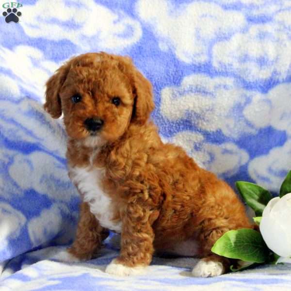 Piper, Miniature Poodle Puppy