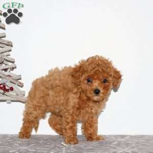 Piper, Maltipoo Puppy