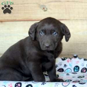 Piper, Chocolate Labrador Retriever Puppy