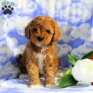 Piper, Miniature Poodle Puppy