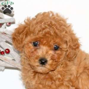 Piper, Maltipoo Puppy