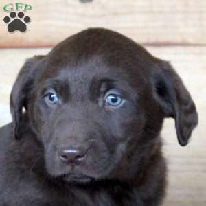 Piper, Chocolate Labrador Retriever Puppy