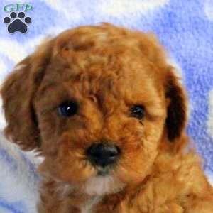 Piper, Miniature Poodle Puppy