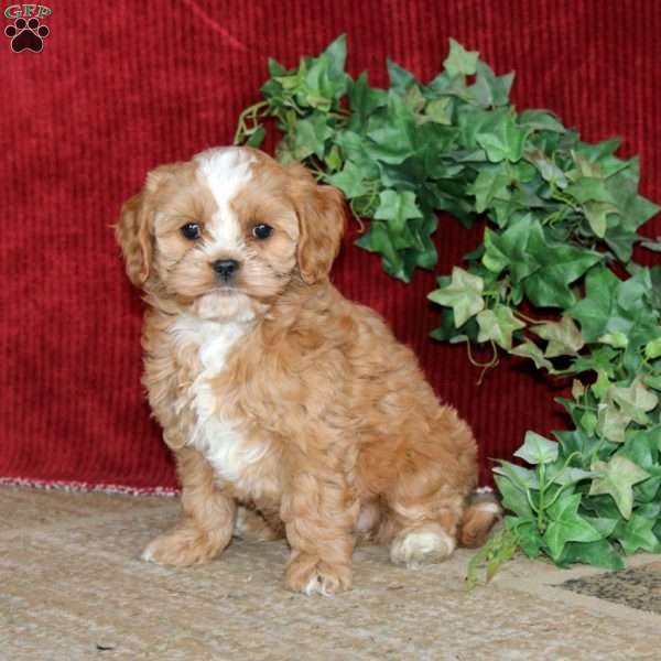 Piper, Cavapoo Puppy