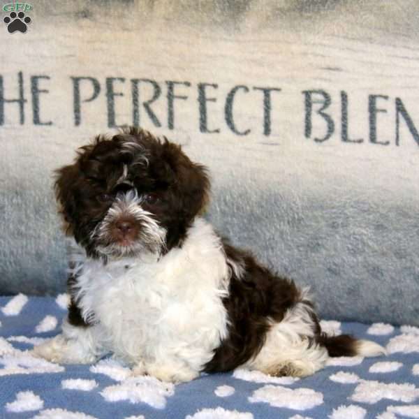 Piper, Havanese Puppy