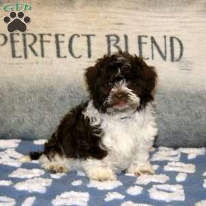 Piper, Havanese Puppy