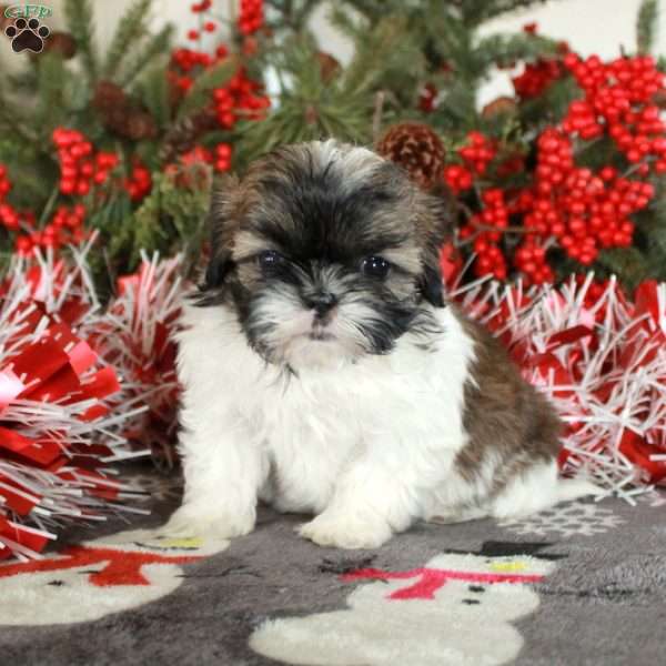 Pippin, Shih Tzu Puppy