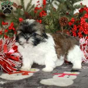 Pippin, Shih Tzu Puppy