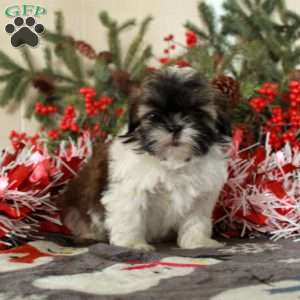 Pippin, Shih Tzu Puppy