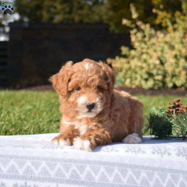 Pluto, Mini Goldendoodle Puppy
