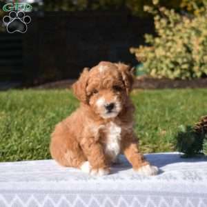 Pluto, Mini Goldendoodle Puppy