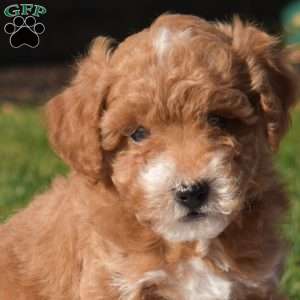Pluto, Mini Goldendoodle Puppy