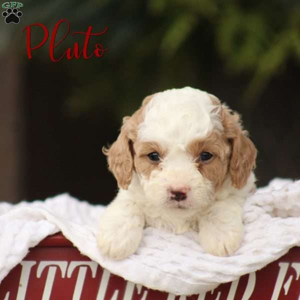 Pluto, Cavapoo Puppy