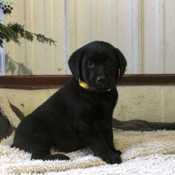 Poe, Black Labrador Retriever Puppy