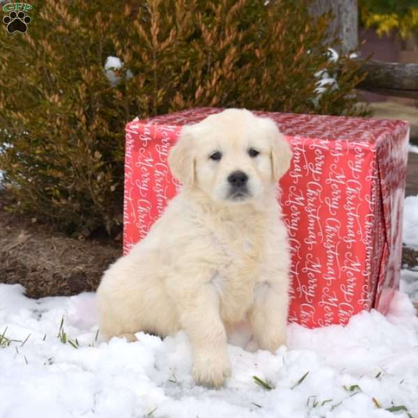 Polar, English Cream Golden Retriever Puppy