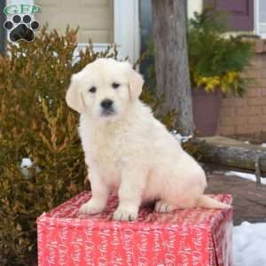 Polar, English Cream Golden Retriever Puppy
