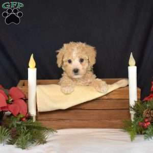 Polar, Bich-Poo Puppy